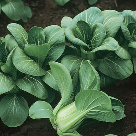 Mei Qing Choi, Pak Choi Cabbage